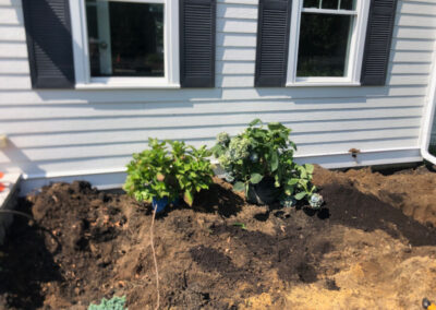 Garden Design and Installation - Andover, MA On a blistering hot morning, we removed 6 boxwoods and planted 7 hydrangeas. After 3 hours of driving to three nurseries, the best sizes and blooming styles were selected. With temperatures rising, deep watering and mulching are key to help them thrive. Excited for the stunning results ahead! Greenleaf’s Garden Design specializes in Garden Design, Maintenance, and Installation within 45 miles of Tyngsboro MA.