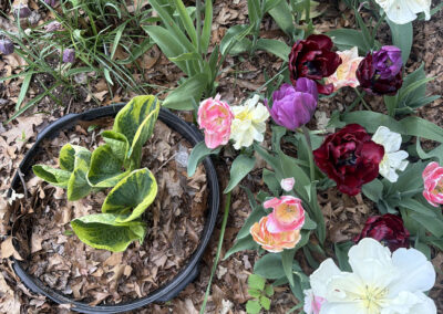 Spring bulbs are one of the greatest rewards in gardening. After a long New England winter, these incredible flowers emerge with vibrant colors, unique textures, and joyful energy that instantly transforms a garden.