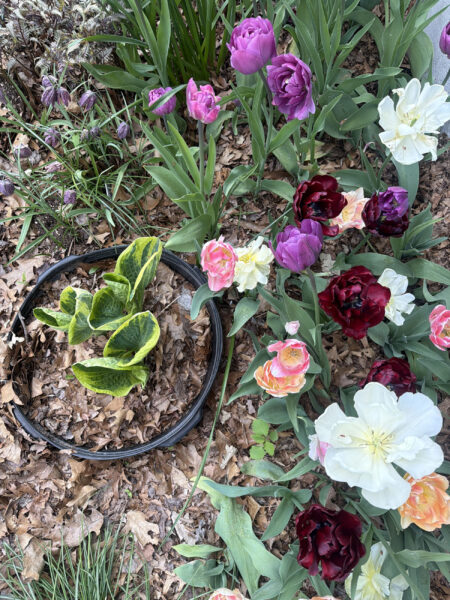 Spring bulbs are one of the greatest rewards in gardening. After a long New England winter, these incredible flowers emerge with vibrant colors, unique textures, and joyful energy that instantly transforms a garden.