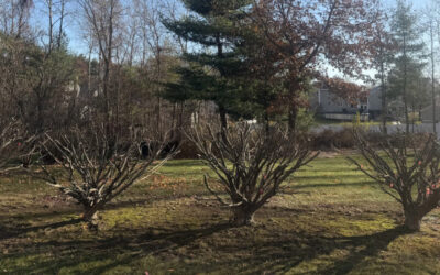Shrub Pruning in Townsend, MA