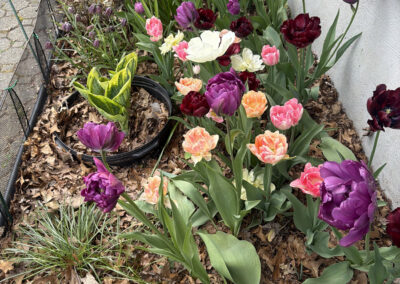 Spring bulbs are one of the greatest rewards in gardening. After a long New England winter, these incredible flowers emerge with vibrant colors, unique textures, and joyful energy that instantly transforms a garden.