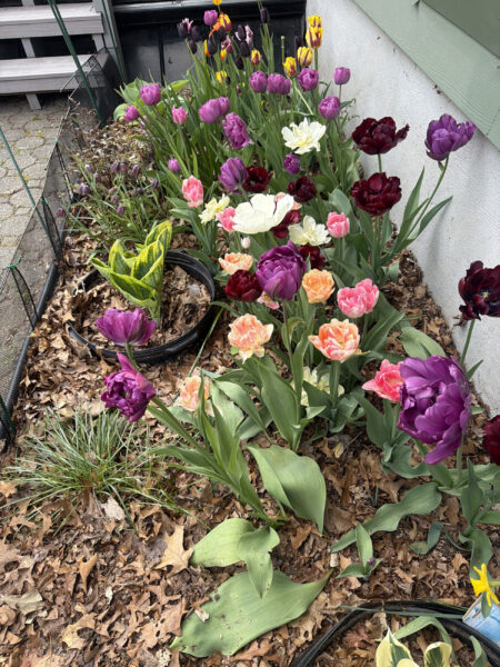 Spring bulbs are one of the greatest rewards in gardening. After a long New England winter, these incredible flowers emerge with vibrant colors, unique textures, and joyful energy that instantly transforms a garden.