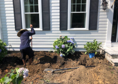 Garden Design and Installation - Andover, MA On a blistering hot morning, we removed 6 boxwoods and planted 7 hydrangeas. After 3 hours of driving to three nurseries, the best sizes and blooming styles were selected. With temperatures rising, deep watering and mulching are key to help them thrive. Excited for the stunning results ahead! Greenleaf’s Garden Design specializes in Garden Design, Maintenance, and Installation within 45 miles of Tyngsboro MA.