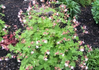 Goodbye Toasted Lawn Hello Color!!