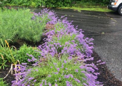 Goodbye Toasted Lawn Hello Color!!