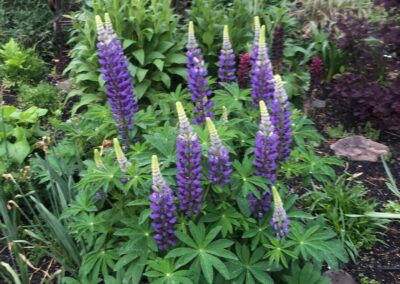 Goodbye Toasted Lawn Hello Color!!