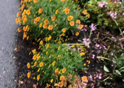 Goodbye Toasted Lawn Hello Color!!