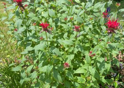 VIBRANT GARDEN IN TOPSFIELD, MA