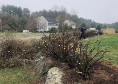 Tree and Shrub Pruning in Tyngsboro, MA.
