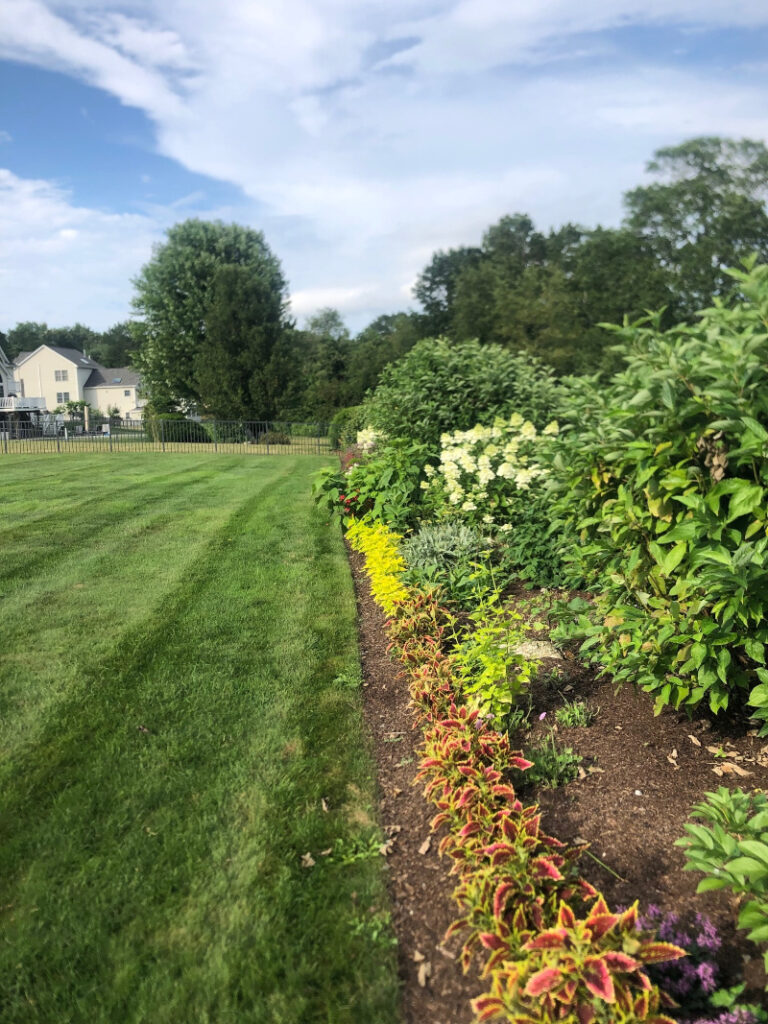 Annual Gardens in Westford, MA - Year 2 Progress Report Care by Greenleaf's Garden Design Growth and Health: The garden showcases thriving annuals, including lush hydrangeas and vibrant phlox, with coleus adding striking variegated foliage. Consistent care has supported robust growth and abundant blooms.