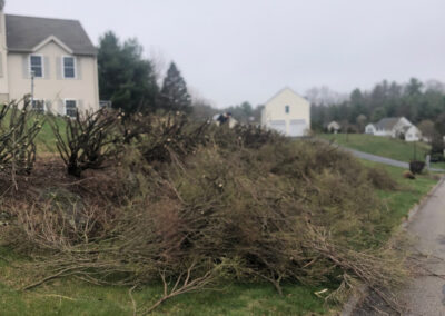 Tree and Shrub Pruning in Tyngsboro, MA.