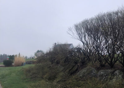 Tree and Shrub Pruning in Tyngsboro, MA.