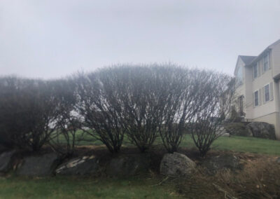 Tree and Shrub Pruning in Tyngsboro, MA.