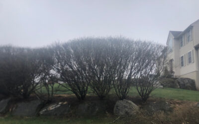 Tree and Shrub Pruning in Tyngsboro, MA.