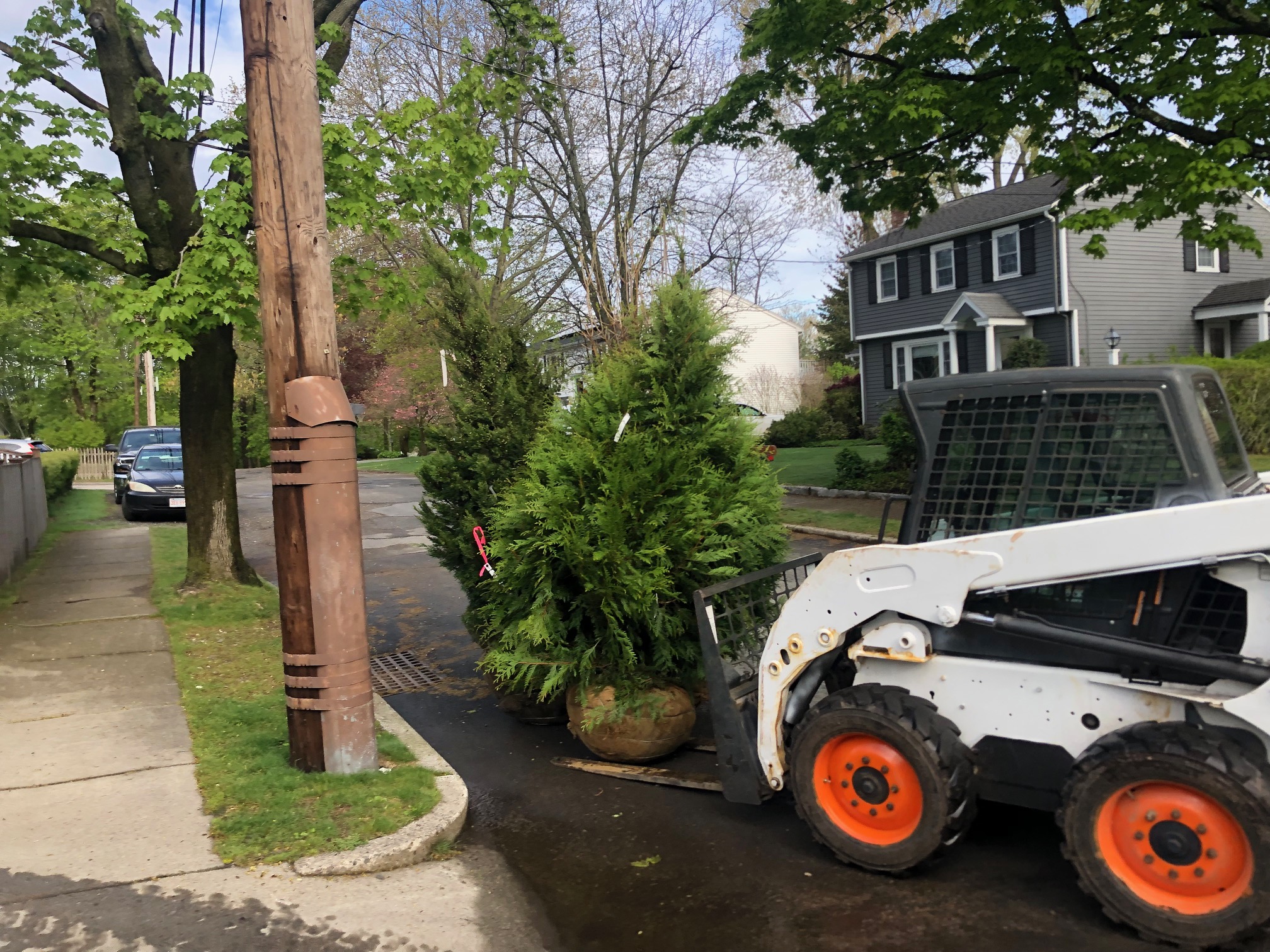 7 Western Cedar were installed in Newton, MA