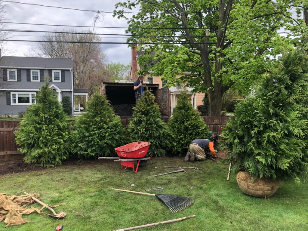 7 Western Cedar were installed in Newton, MA