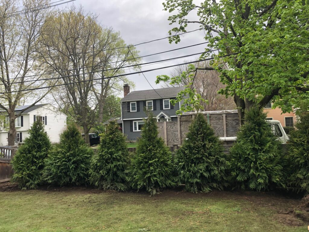 7 Western Cedar were installed in Newton, MA