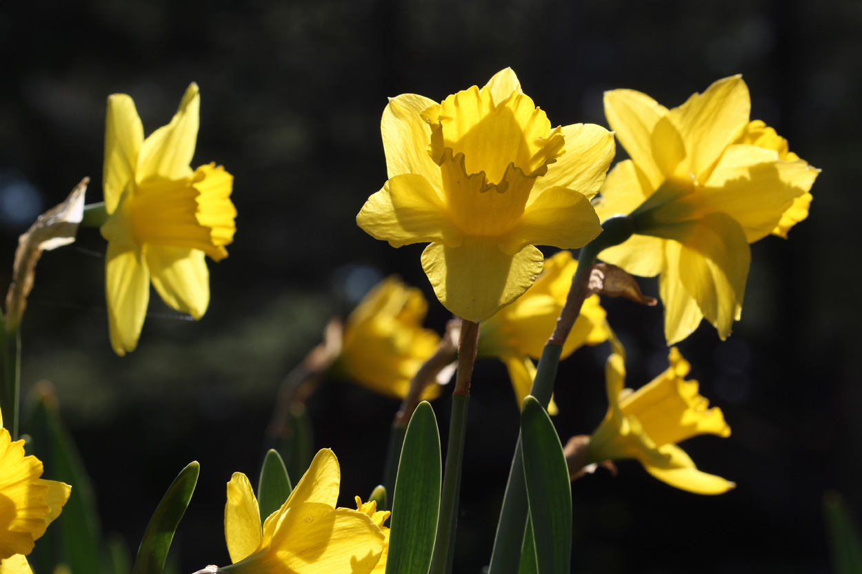 Planting daffodils in Tyngsboro, MA.
