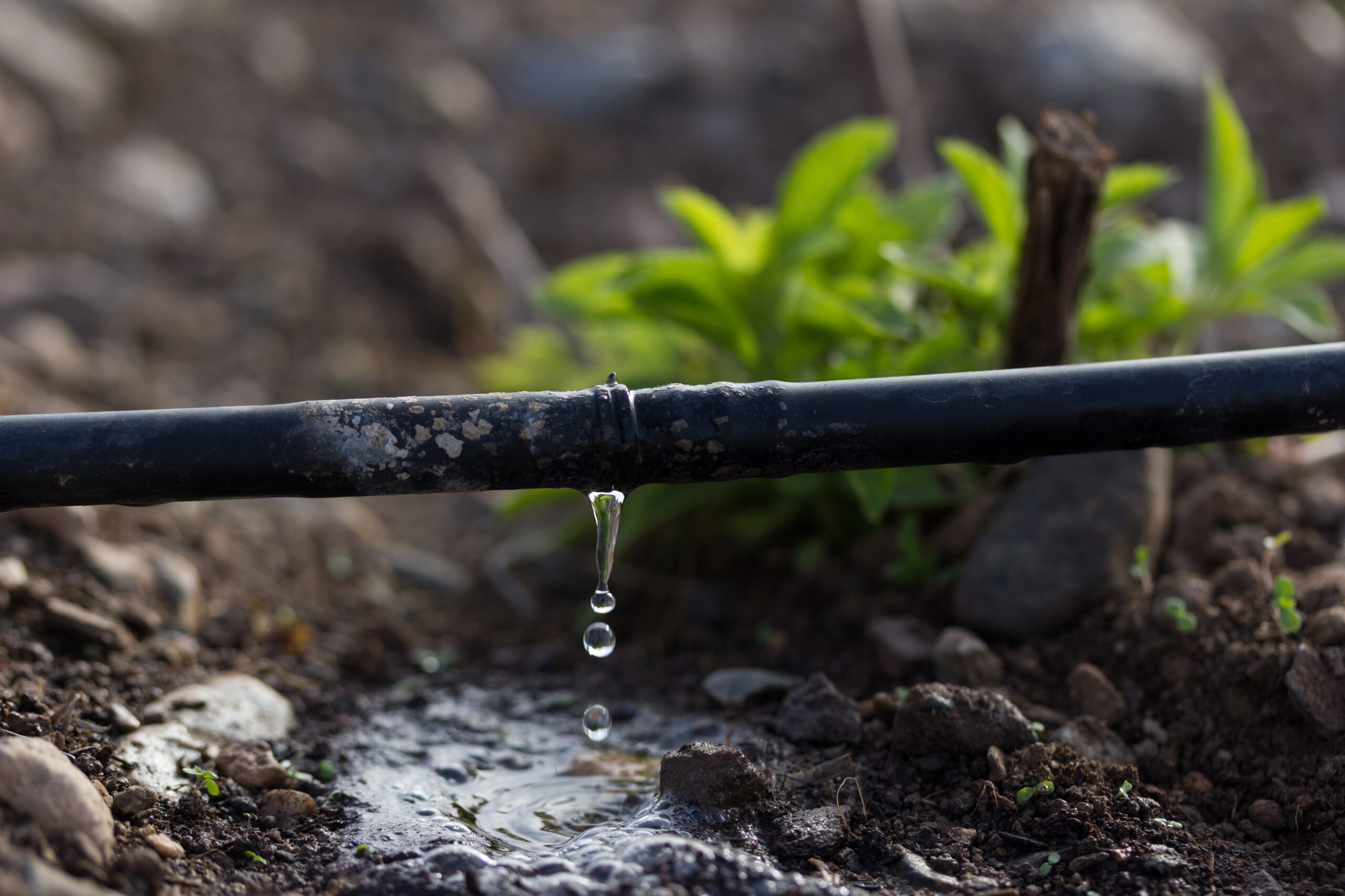 Drip irrigation in Tyngsboro, MA