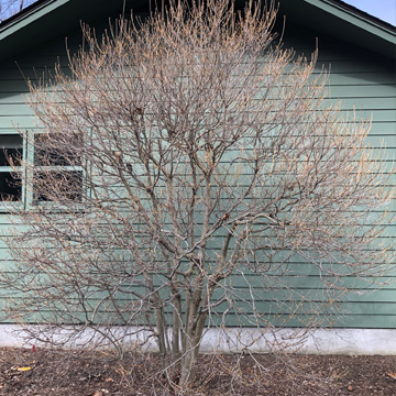 PRUNING SHRUBS & SMALL TREES