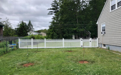 Tree Planting Service in Westford, MA