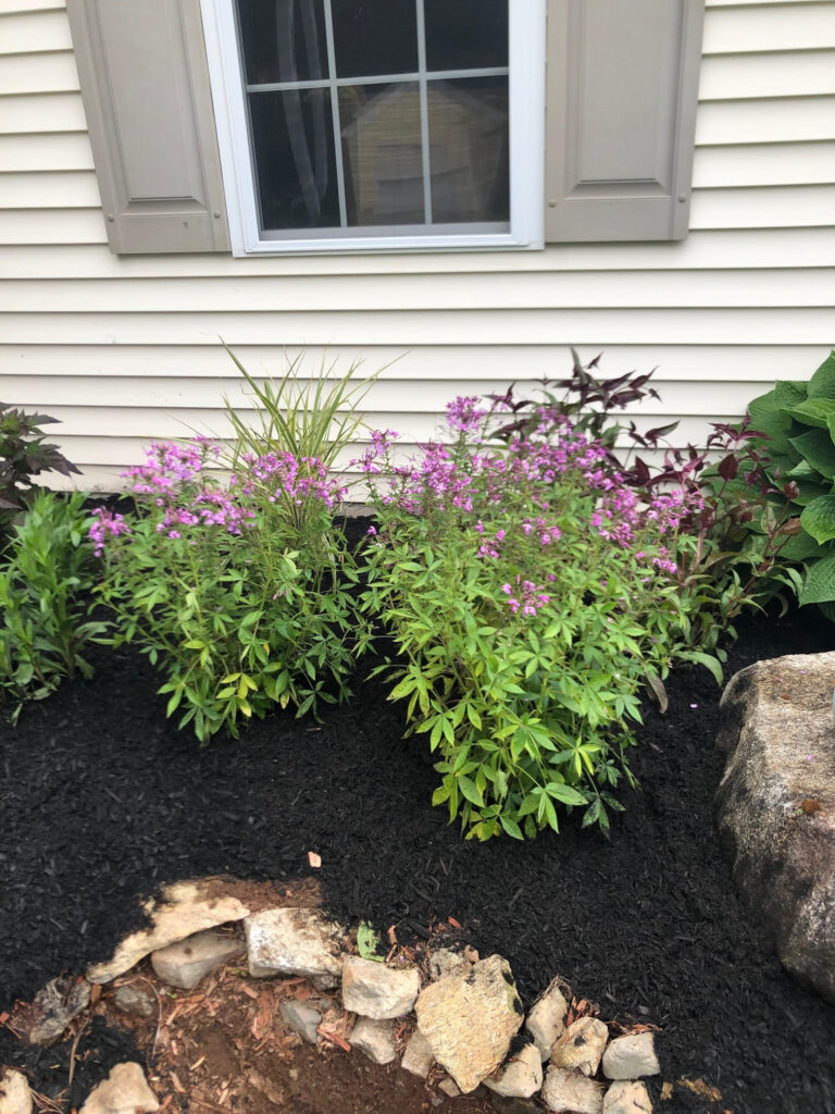 We added 53 perennials and 10 annuals for this low maintenance setup in Pelham, NH