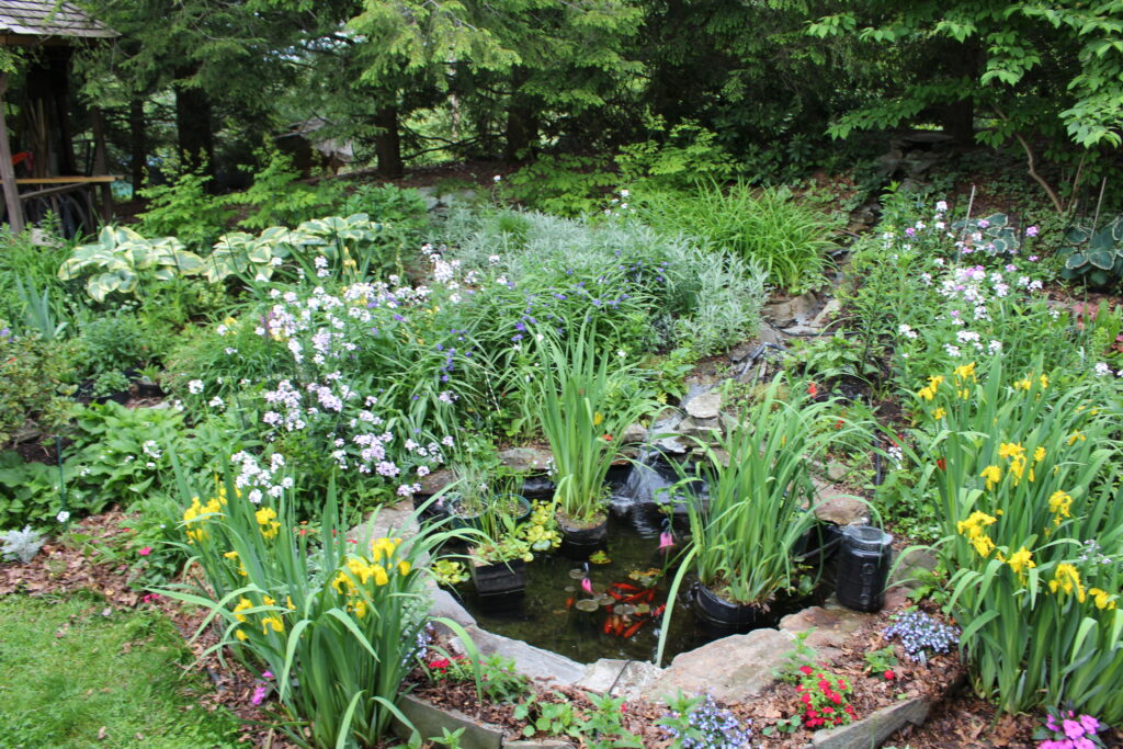 Fish pond Yellow Iris and Tall Phlox Home Garden # 19