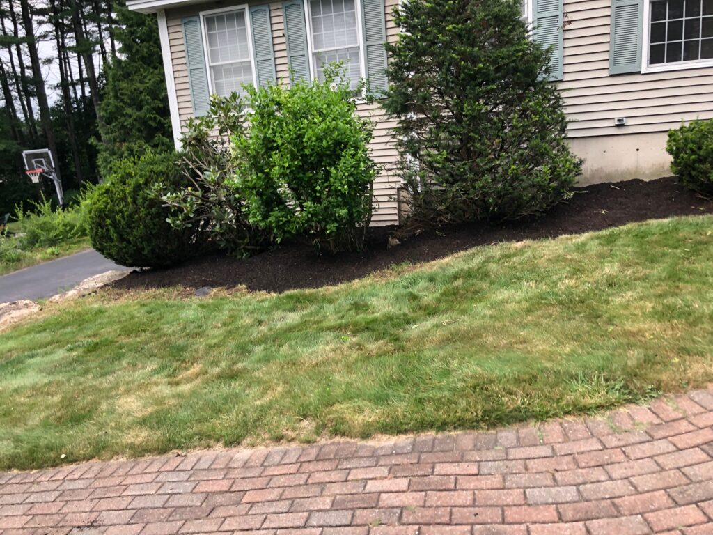 Greenleaf’s Garden Design pulled bittersweet vines off the bushes and then laid 4 yards of dark brown mulch to this Bedford NH property.