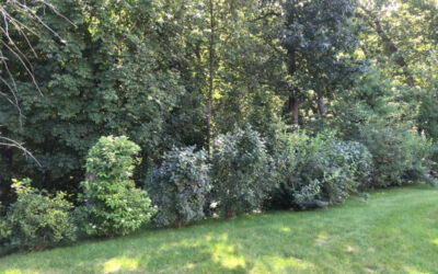 Garden Clean-Up and Pruning in Groton, MA.