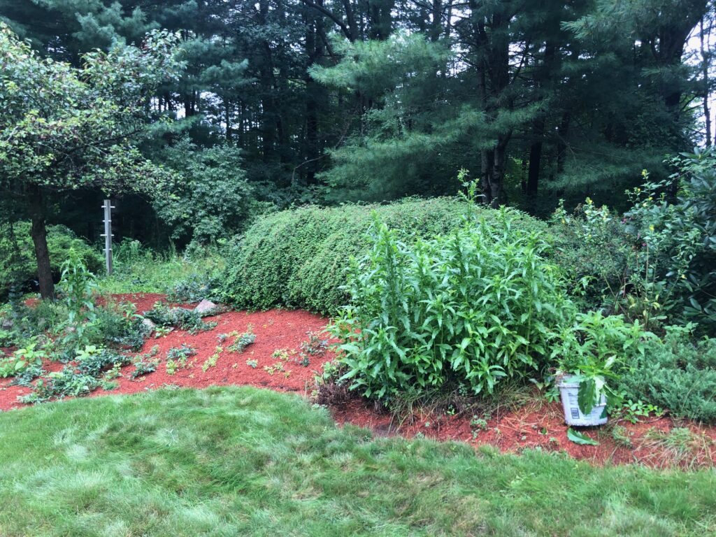 Garden Clean-Up and Maintenance in Nashua, NH.