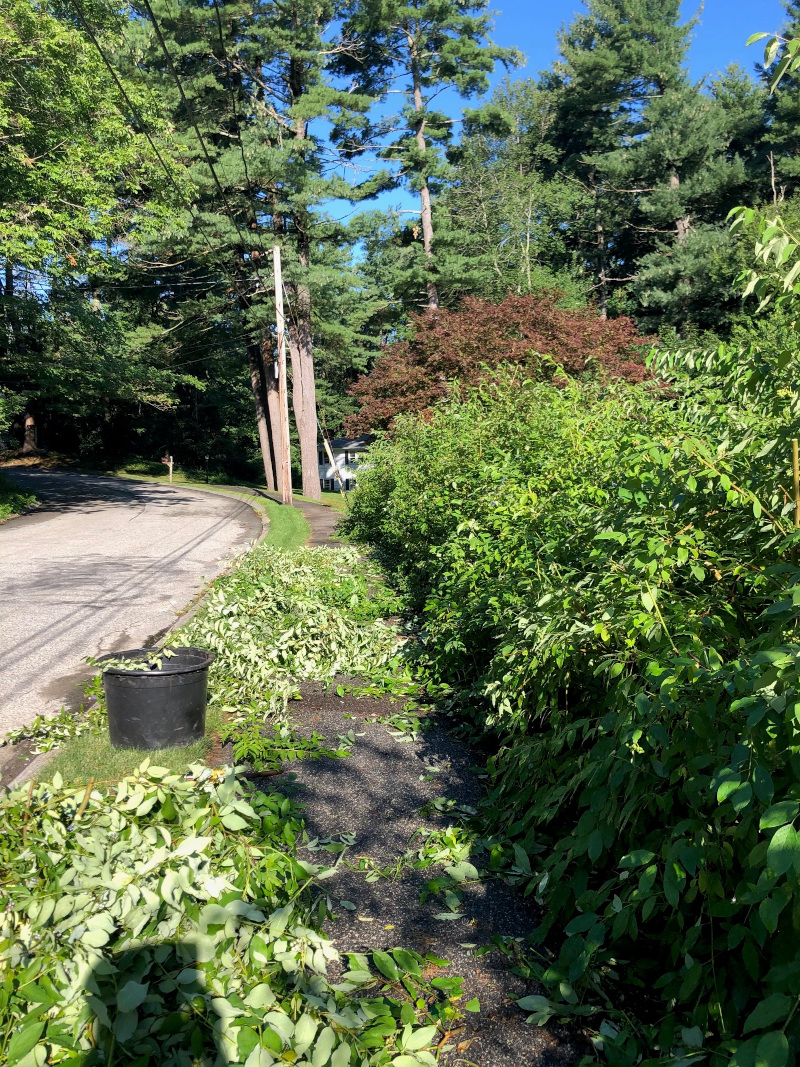 Garden Maintenance and Pruning in Bedford, MA.