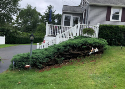 Pruning Shrubs in Tyngsboro, MA.