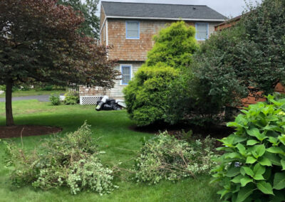 Shrub Pruning in Chelmsford, MA.