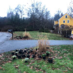 Planted 4 White Birches and now the client wanted a garden in Dunstable, MA