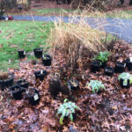 Planted 4 White Birches and now the client wanted a garden in Dunstable, MA