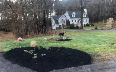 Planted 4 White Birches and now the client wanted a garden in Dunstable MA