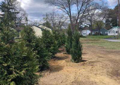 Tree planting in Hollis, NH