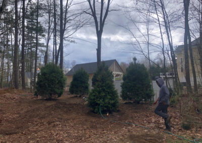 Tree planting in Hollis, NH