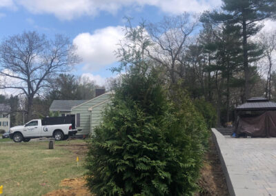 Tree planting in Hollis, NH