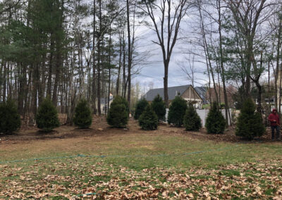 Tree planting in Hollis, NH