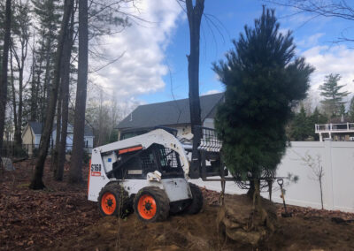 Tree planting in Hollis, NH