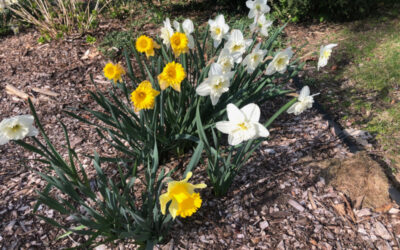 Garden Maintenance in Tyngsboro, MA.