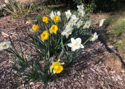 Garden Maintenance in Tyngsboro, MA.