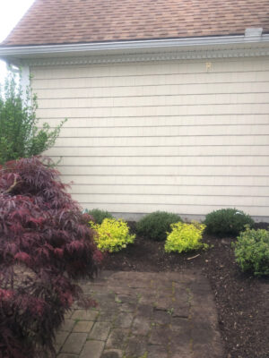 Shrub Planting and Design in Westford, MA.