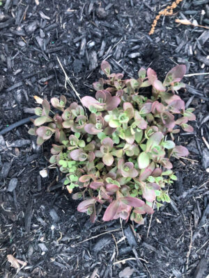 Shrub Planting and Design in Westford, MA.