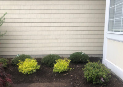 Shrub Planting and Design in Westford, MA.