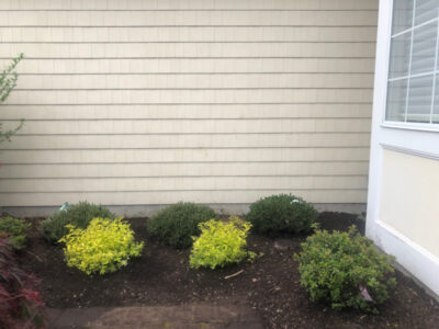 Shrub Planting and Design in Westford, MA.