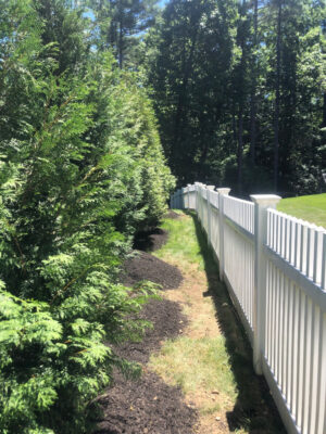 On this Bolton Mass job, Greenleaf’s Garden Design teamed up with Sylbert and his speedy crew. We planted 5 ten-foot-tall Arborvitaes in 4 hours.