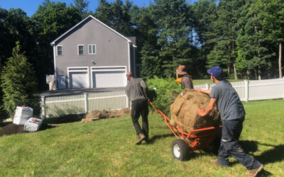 Tree Planting in Bolton, MA.