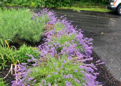 This garden in Dracut, MA with 130 perennials was installed in July of 2023 by Greenleaf’s Garden Design. Only 4 perennials didn’t make it thru the winter and were replaced. It’s a true paradise for the owner.